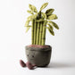 Amuseables Potted Bamboo - Soft Novelty Toy | Wobblepaws