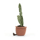 Amuseables Monstera Plant - Soft Novelty Toy | Wobblepaws
